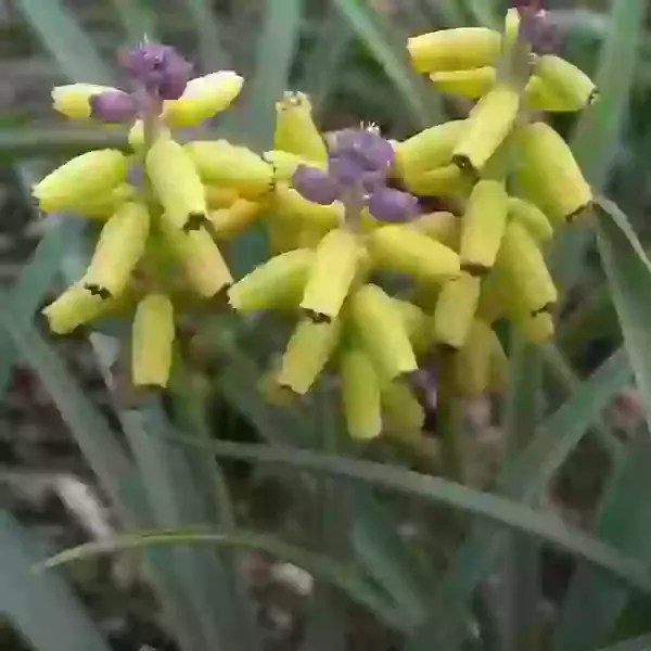 Golden Fragrance (macrocarpum)